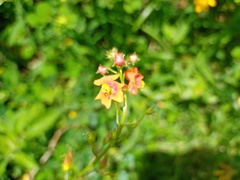 Alonsoa meridionalis
