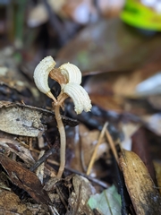 Gastrodia theana