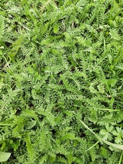 Achillea millefolium