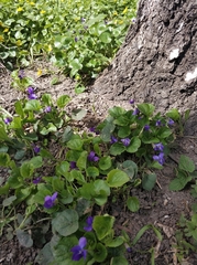Viola odorata
