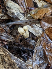Gastrodia theana
