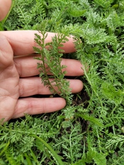Achillea millefolium