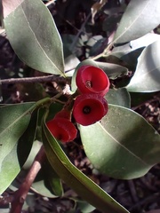Licaria