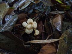 Gastrodia theana