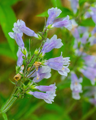 Penstemon gracilis