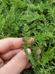 Achillea millefolium