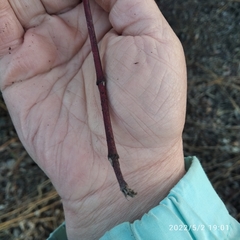 Cornus alba