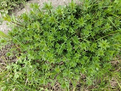 Galium mollugo