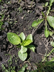 Plantago major