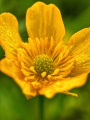 Trollius europaeus