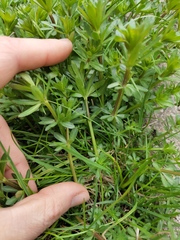 Galium mollugo