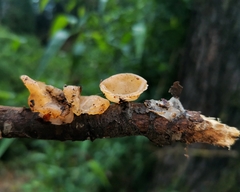 Aleurodiscus vitellinus