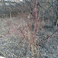 Cornus alba
