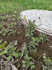 Viola arvensis