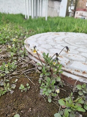 Viola arvensis