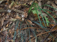 Ophiopogoneae