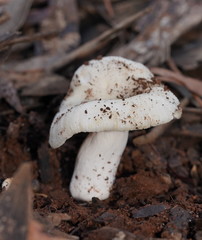 Russula marangania