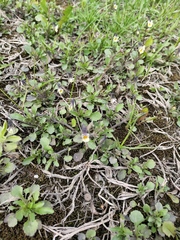 Viola arvensis