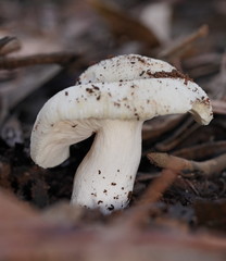 Russula marangania