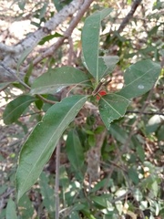 Licaria