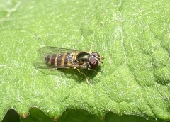 Meligramma