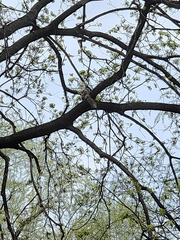 Sciurus vulgaris
