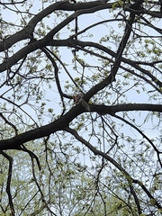 Sciurus vulgaris