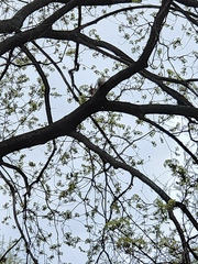 Sciurus vulgaris