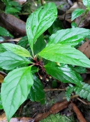 Lysimachia ardisioides