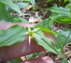 Disporum smilacinum