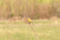 Motacilla flava beema