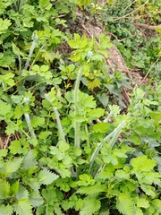 Chelidonium majus