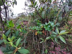 Berberis psilopoda