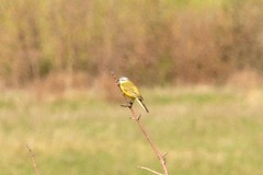 Motacilla flava beema