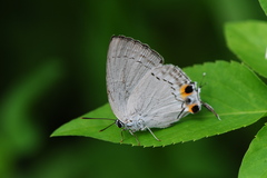 Tajuria cippus