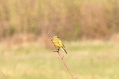 Motacilla flava beema