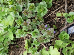 Glechoma hederacea