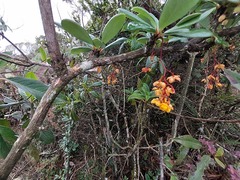 Berberis psilopoda