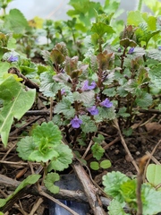 Glechoma hederacea