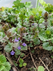 Glechoma hederacea