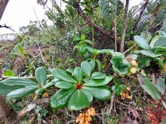 Berberis psilopoda