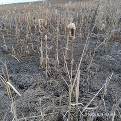 Typha latifolia