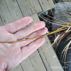 Salix