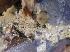 Amphiroa