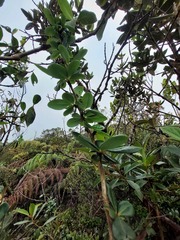 Berberis psilopoda