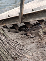 Rattus norvegicus