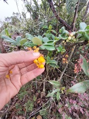 Berberis psilopoda
