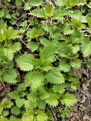 Urtica dioica