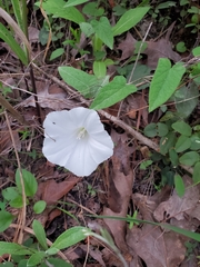 Calystegia catesbeiana