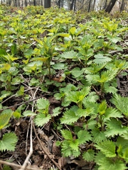 Urtica dioica